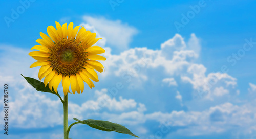 beauty yellow sunflower on blue sky background