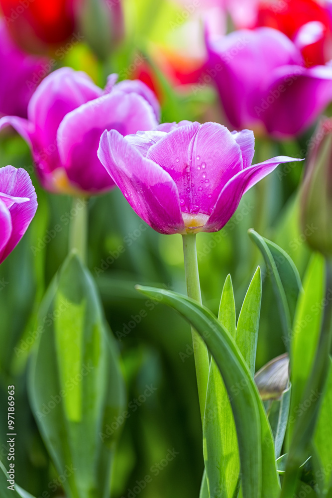 Purple Tulips bloom early morning with dew on petals lingered make flowers more beautiful and better spread in the garden Purple Tulips bloom early morning with dew on petals lingered make flowers more beautiful and better spread in the garden
