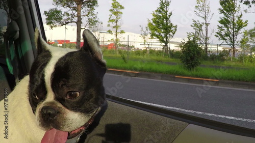 Wallpaper Mural 逆光を浴びながらドライブを楽しむフレンチブルドッグ Torontodigital.ca