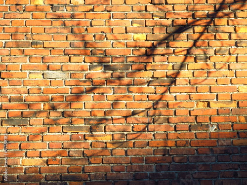 Shadow of some branches on the wall made of bricks