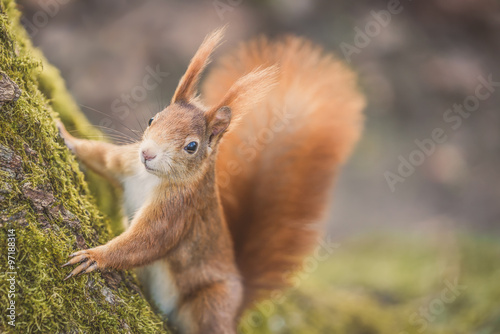 Eichhörnchen (Sciurus vulgaris) im herbstlichen Wald