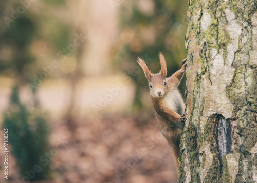 Eichhörnchen (Sciurus vulgaris), Textfreiraum