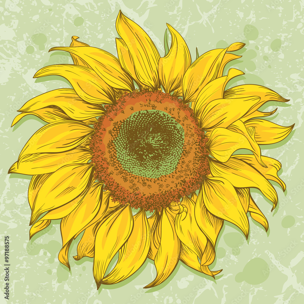 Naklejka premium Hand drawn sunflower head isolated on textured background