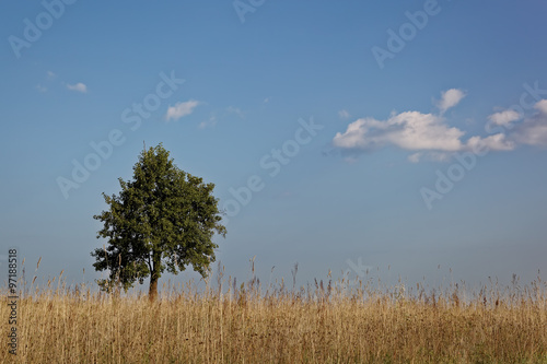 Lonely tree on the prairie at sunset