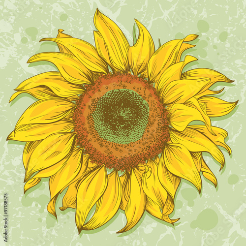 Hand drawn sunflower head isolated on textured background