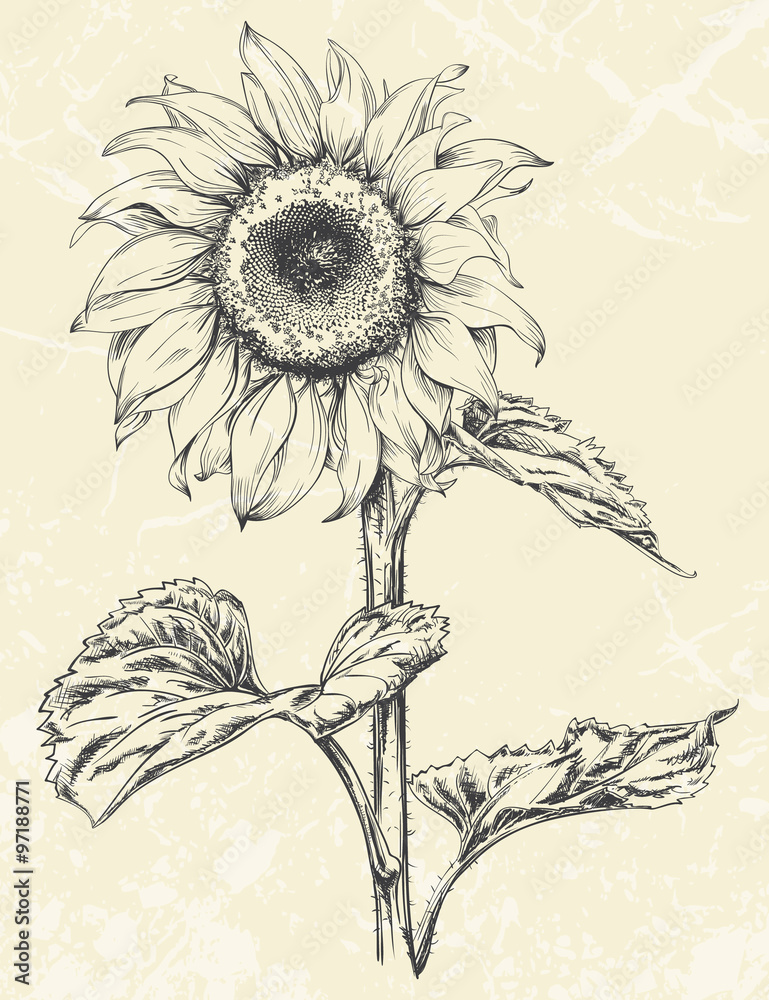 Naklejka premium Hand drawn sunflower with leaves ans stem isolated on textured background