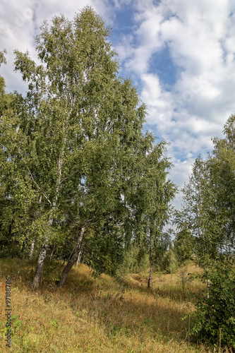 Birch forest against the blue sky