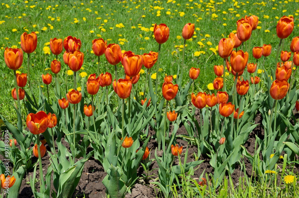 Red tulips on the background of a lawn with dandelions