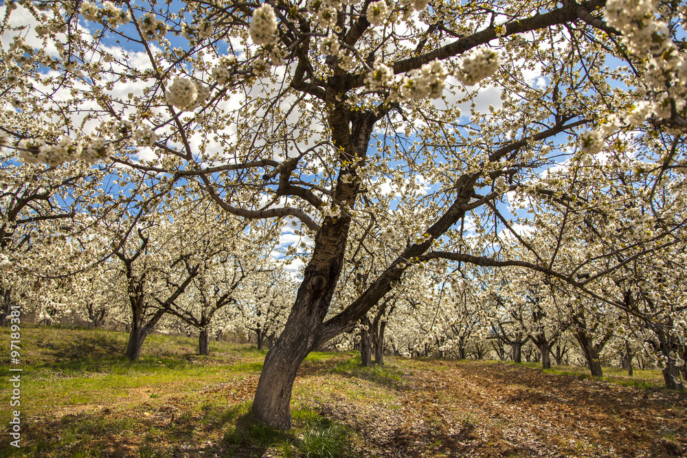 Cherry Orchard in the Spring