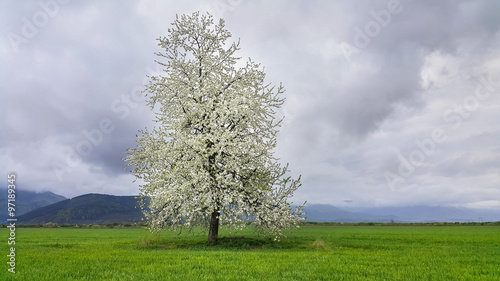Blossoming Tree in a Green Wheat Field
