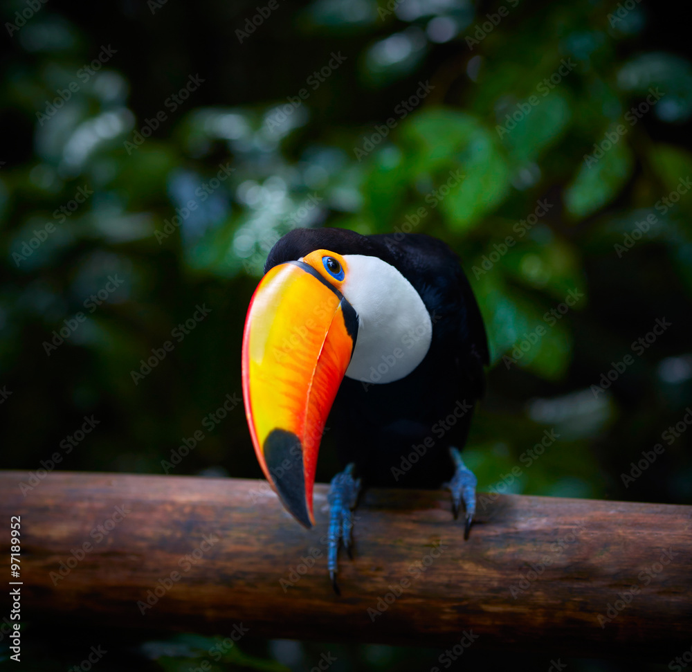 Fototapeta premium Toucan on the branch in tropical forest of Brazil