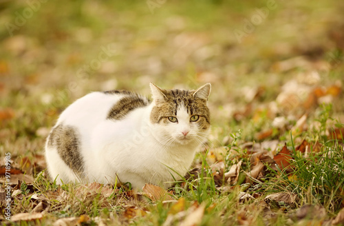 Portrait of a cat in park