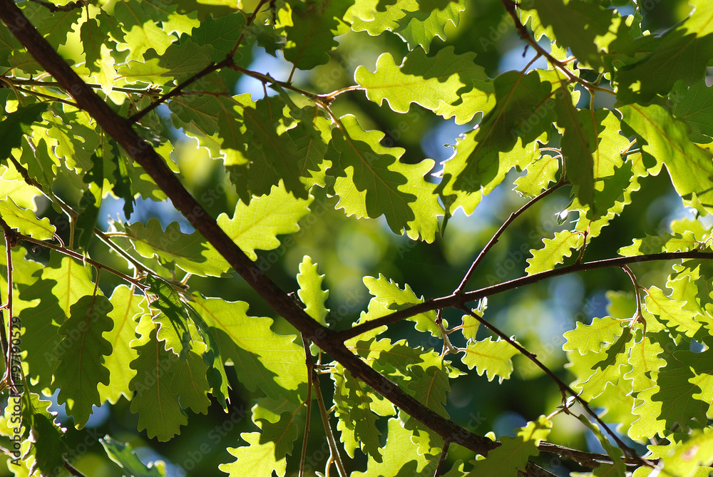 QUERCUS, HOJAS DE ROBLE