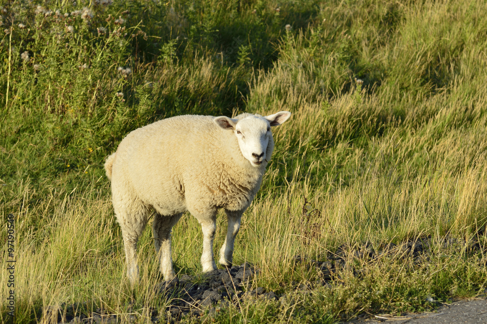 lamb standing next to the bench and watching the sea lamb standing next to the bench and watching the sea