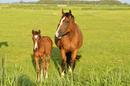 Mare with foal