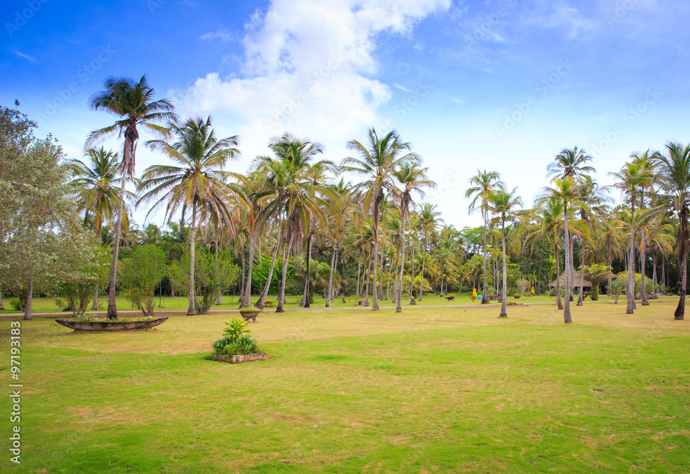 Beautiful view of a palm plantation