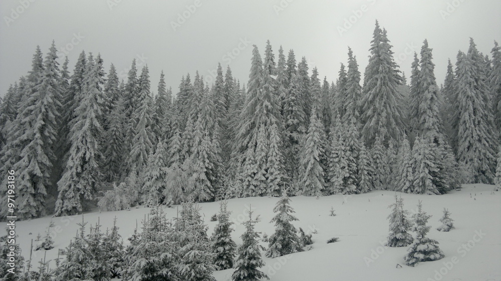 Obraz premium Forest in Winter