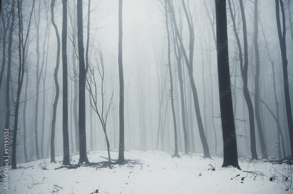 Fototapeta premium minimal winter forest landscape
