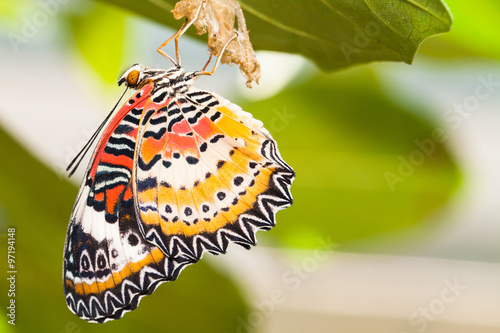 Fotografia Leopard lacewing butterfly come out from pupa