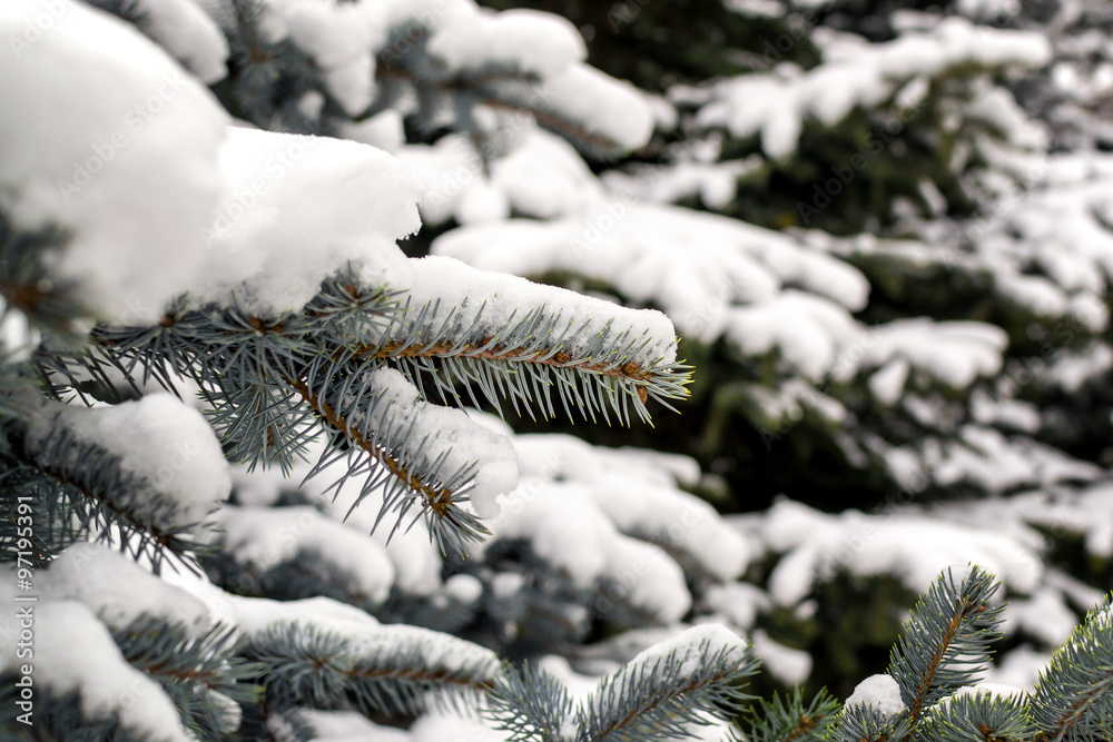 Fresh New Snow on Branches of a Pine Tree
