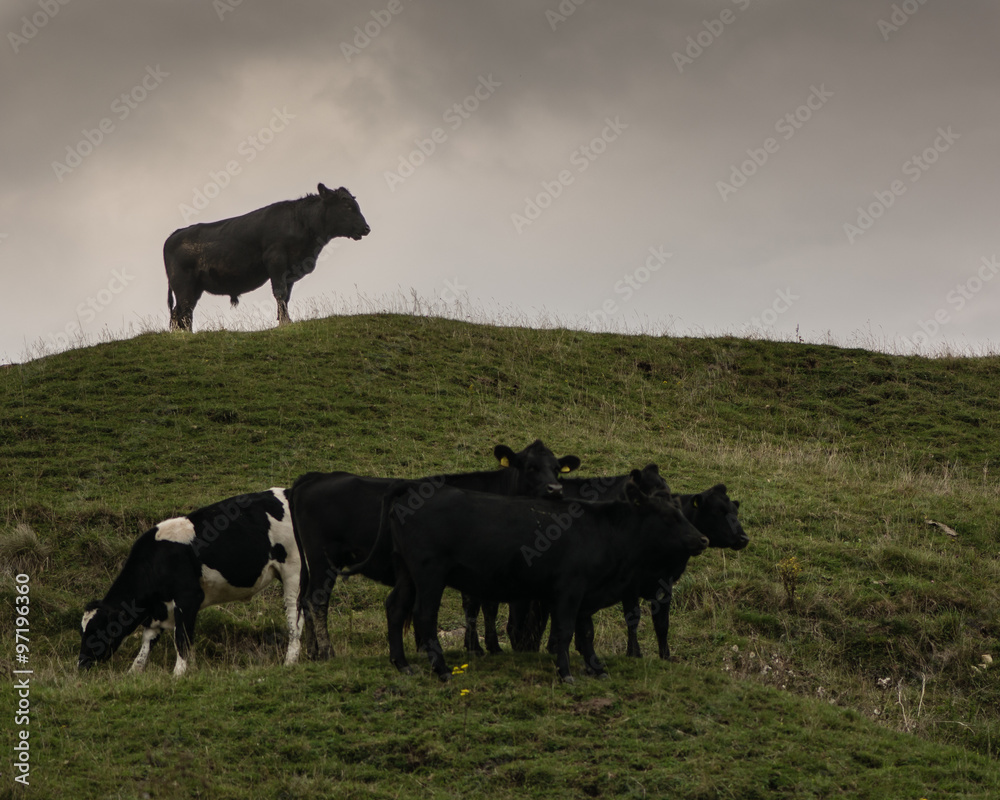 Fototapeta premium Bull standing on hilltop looking over his herd of cows