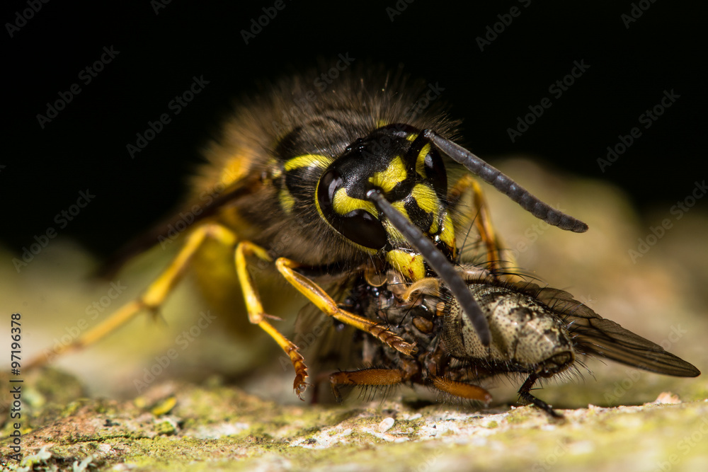 Common wasp (Vespula vulgaris) with fly prey Common wasp (Vespula vulgaris) with fly prey