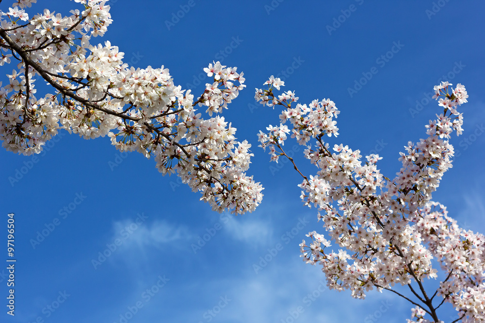 Blooming cherry tree branches against a blue sky. Cherry blossom time in Washington DC, USA.