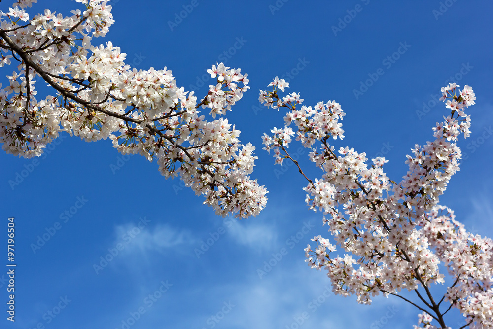 Blooming cherry tree branches against a blue sky. Cherry blossom time in Washington DC, USA. Blooming cherry tree branches against a blue sky. Cherry blossom time in Washington DC, USA.