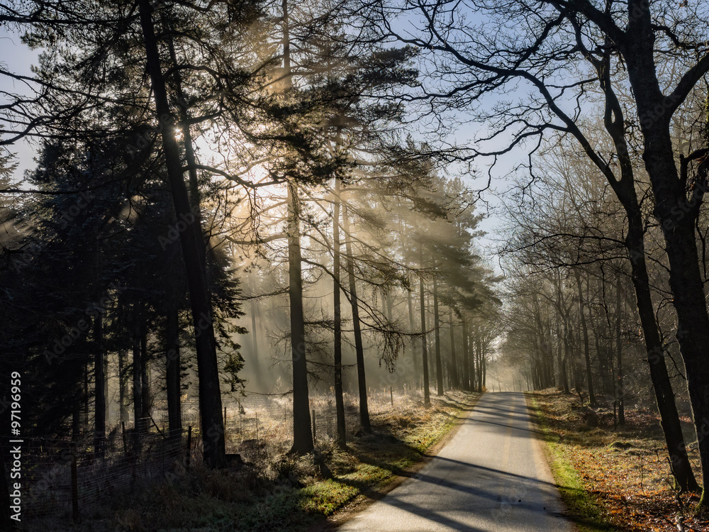 Naklejka premium Misty forest with fog near Silkeborg, Denmark