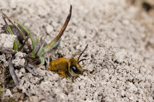 Ivy bee (Colletes hederae) emerging from burrow amongst soil on ground
 photo