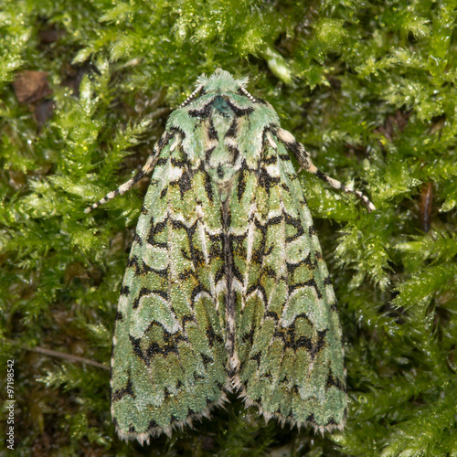 Merveille du jour moth on moss (Griposia aprilina)
 photo