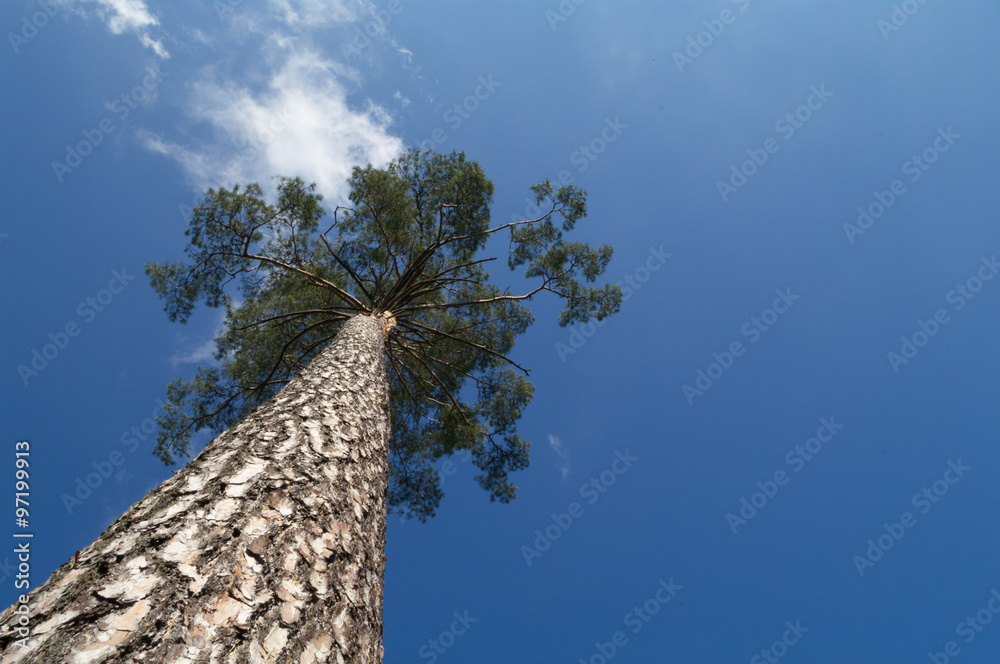 Fototapeta premium tree