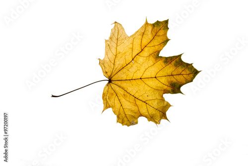 Autumn leaf isolated on the white background