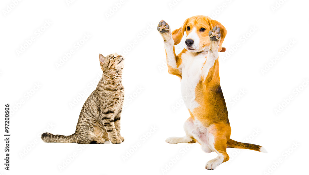 Cat Scottish Straight and funny Beagle dog