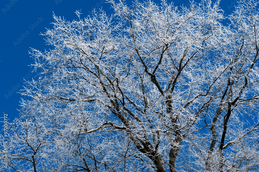 winter tree and blue sky
