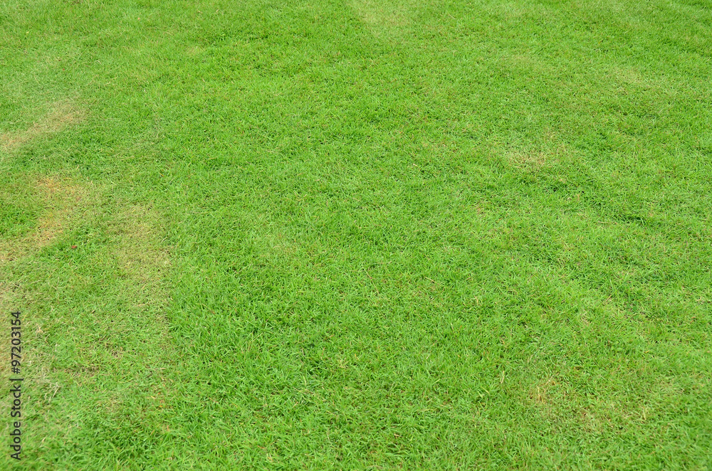lawn grass background green texture outdoor wallpaper garden color lawn grass background green texture outdoor wallpaper garden color