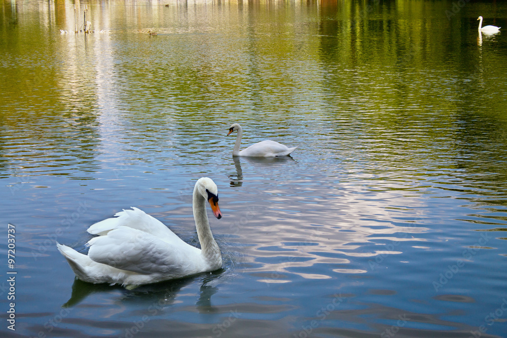 white mute swan floating on the lake white mute swan floating on the lake