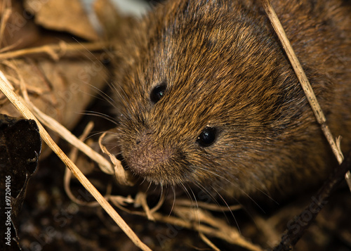 Field vole (Microtus agrestis) amongst leaf litter
 photo