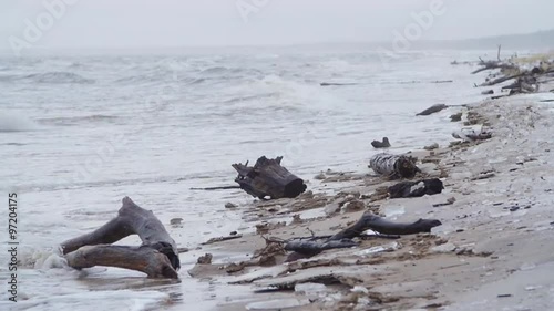 Baltic sea during a winter storm, violent waves hitting the shore covered in washed ashore tree trunks in slow motion photo