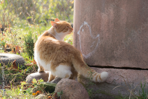 kot stojący przy studni 