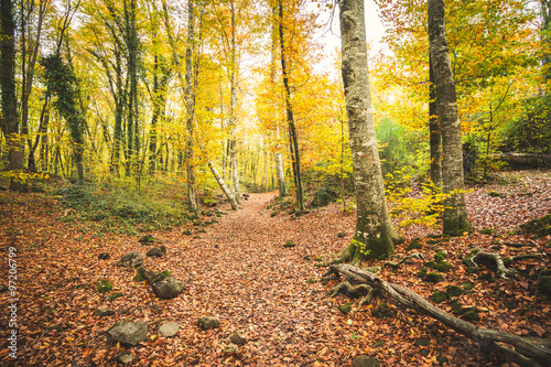 Path in autumnal forest covered with foliage