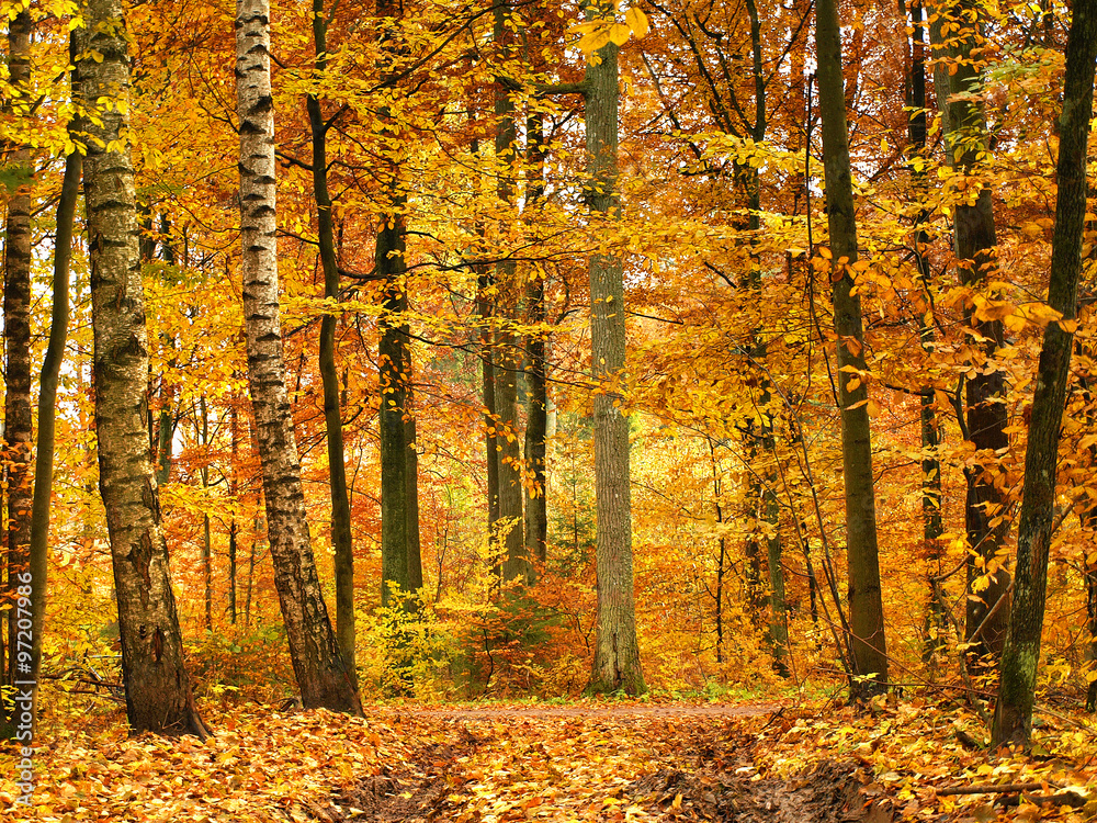 Obraz premium colorful autumn forest