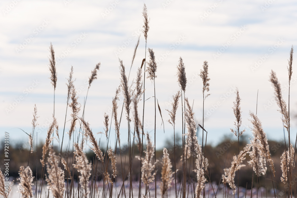 Fototapeta premium Camargue Park, view with grass in the foreground