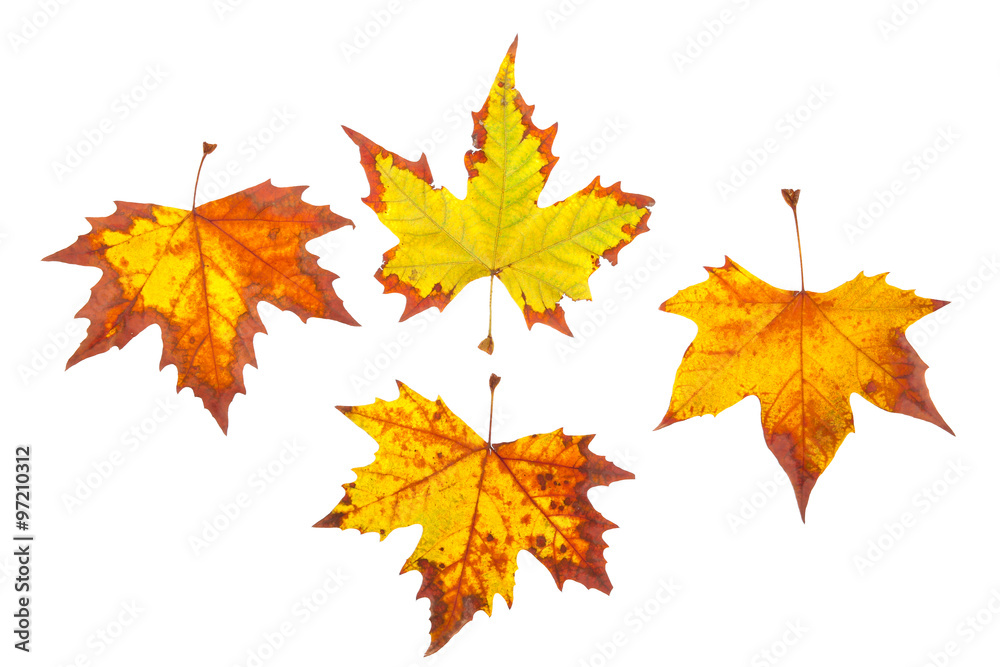 colorful autumn maple leaves colorful autumn maple leaves