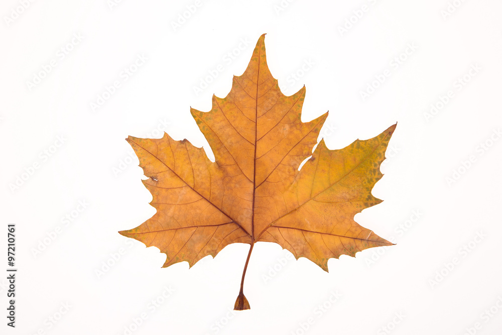 yellow maple leaf isolated on white background