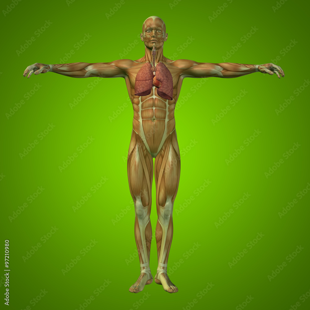 Conceptual anatomical human or man 3D respiratory system Conceptual anatomical human or man 3D respiratory system