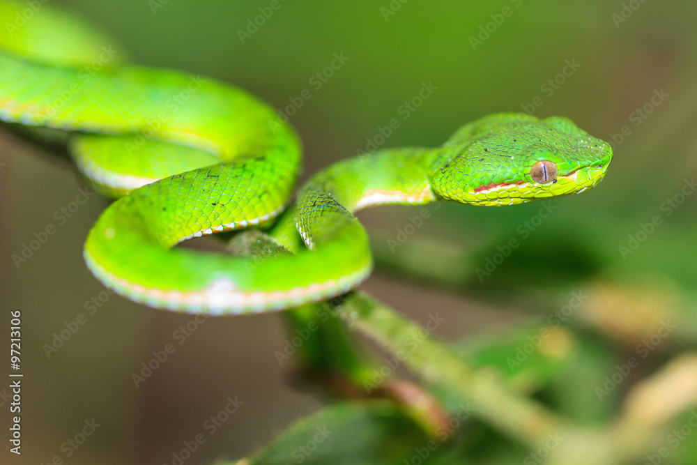 Green pit viper snake Green pit viper snake