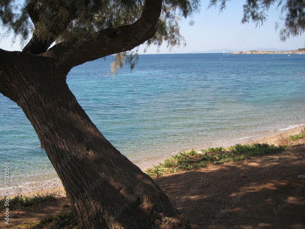 Olive tree on the beach