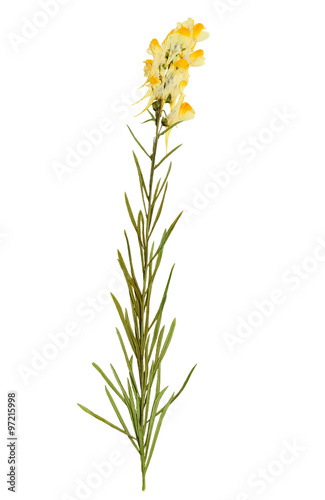 Pressed and Dried delicate flower Linaria vulgaris on stem with