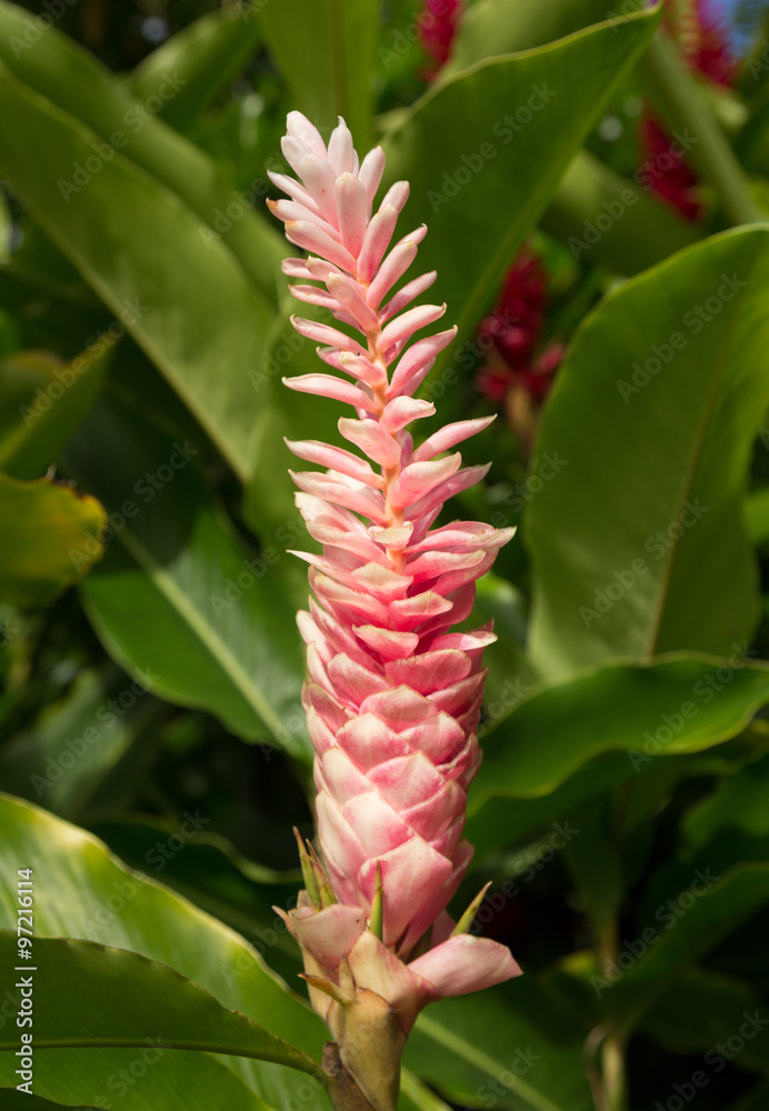 Pink GInger plant growing in plantation in Kauai Pink GInger plant growing in plantation in Kauai